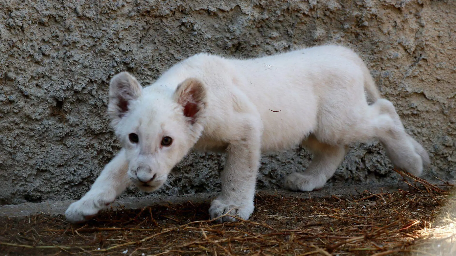 637756_Cachorro Tigre Blanco-4_web